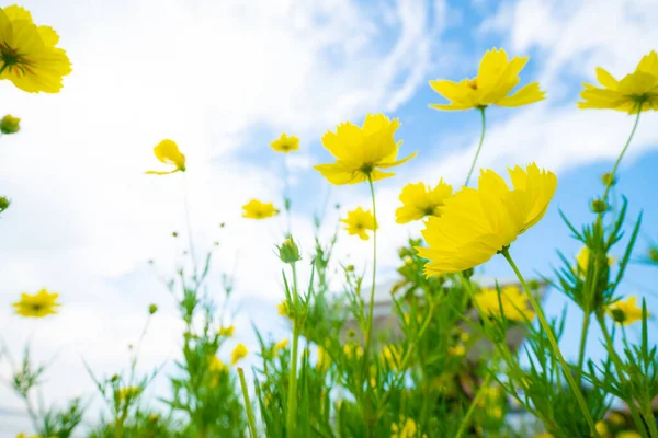 Mavi Gökyüzüne Karşı Sarı Botanik Bahçesi Doğayı Bulutlandırır — Stok fotoğraf