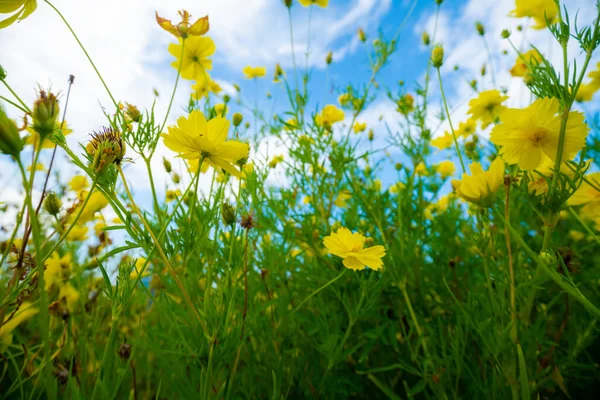 Jardim Botânico Amarelo Contra Céu Azul Nuvem Natureza Fundo — Fotografia de Stock