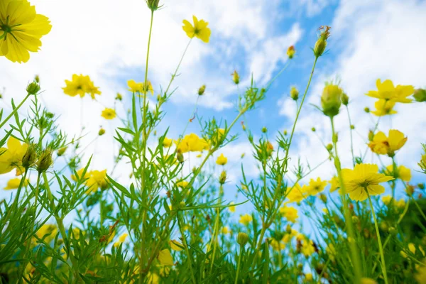 Mavi Gökyüzüne Karşı Sarı Botanik Bahçesi Doğayı Bulutlandırır — Stok fotoğraf