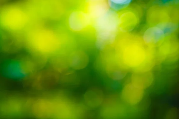 Blurred bokeh green. tree leaf forest sun light beam morning ecology background