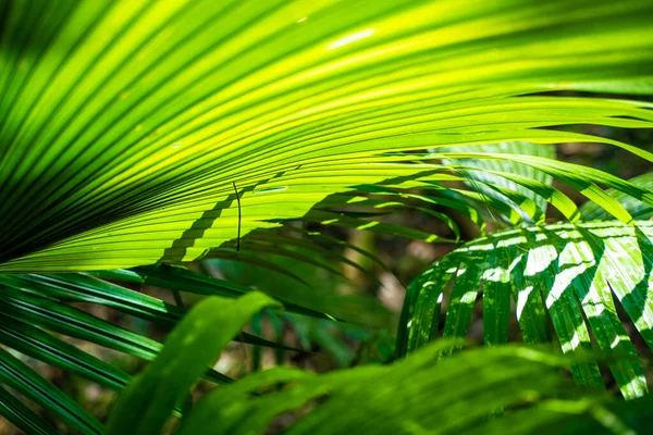 Green Palm Tree Leaf Close Texture Tropical Forest — Stock Photo, Image