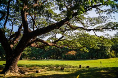 Şehir merkezindeki yeşil ağaç halk parkında güneşli bir gün.