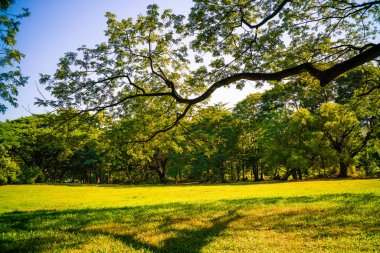Şehir merkezindeki yeşil ağaç halk parkında güneşli bir gün.