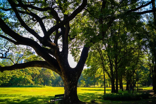Grönt Träd Stadens Offentliga Park Solig Dag Natur Centrum — Stockfoto