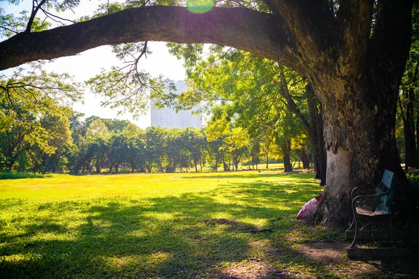 Árvore Verde Parque Público Cidade Ensolarado Dia Natureza Centro Cidade — Fotografia de Stock