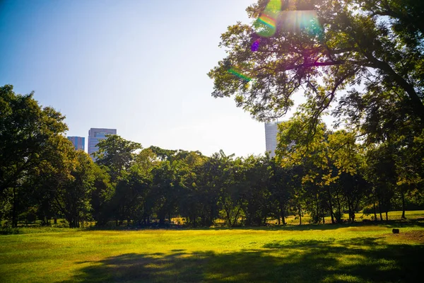 Green Tree City Public Park Sunny Day Nature Downtown — Stock Photo, Image