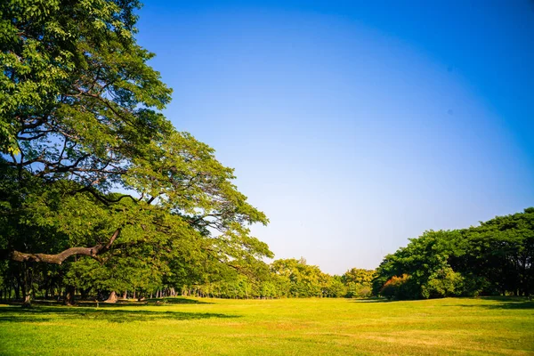 Green Tree City Public Park Sunny Day Nature Downtown — Stock Photo, Image