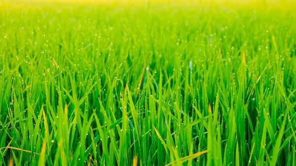 Freshness Dew Drop Rice Plantation Field Morning Sunrise — Stock Photo, Image