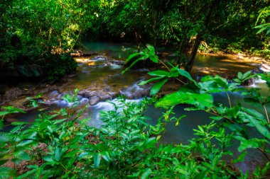 Tropikal yağmur ormanlarında şelale ve yeşil ağaç ormanı