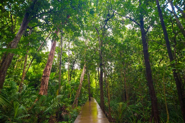 Wooden Pathway Deep Green Mangrove Forest Nature Landscape Scene — Stock Photo, Image