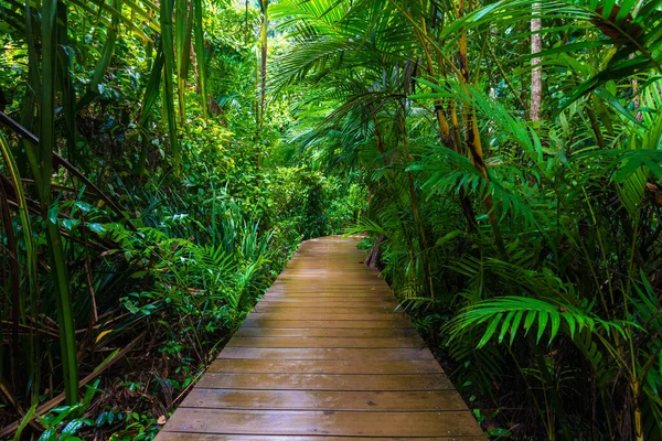 Wooden pathway in deep green mangrove forest nature landscape scene