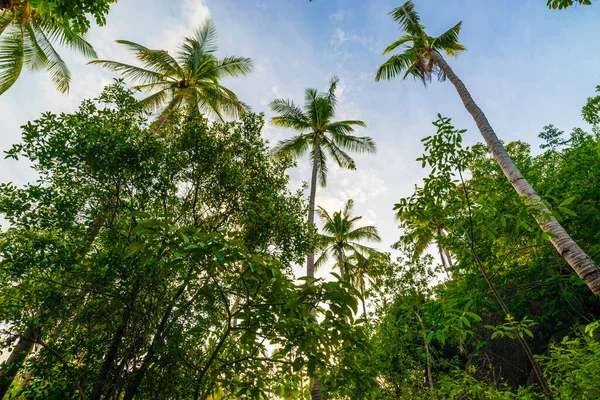 Palmera Coco Vista Ascendente Paisaje Natural Isla — Foto de Stock