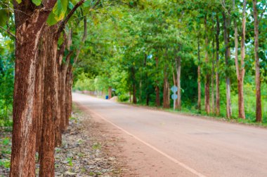 Tik ağacı ormanı kırsal yol barış manzarası doğa manzarası