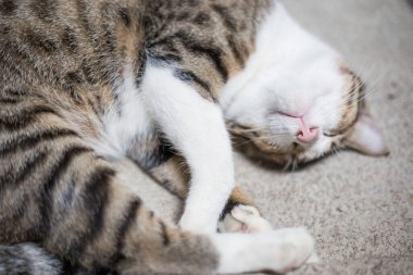 Beyaz battaniyenin üzerinde uyuyan kedi, sevimli hayvan.
