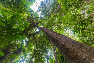 Yeşil ağaç yaprağı doğa çevre arka plan yükseliş görünümü