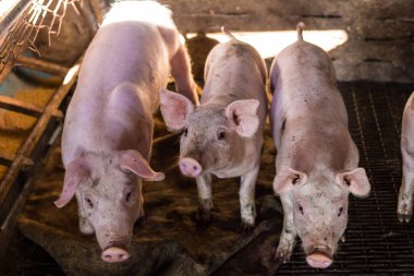 Domuz çiftliğinde domuz yavrusu, ahırda domuz.