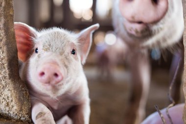 Domuz çiftliğindeki küçük komik domuz yavrusunun çiftlik hayvanları endüstrisi. Et sektörü.
