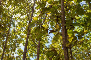 Yeşil meşe ağacı ormanı, güneş ışığı arka planı, tarım endüstrisi.
