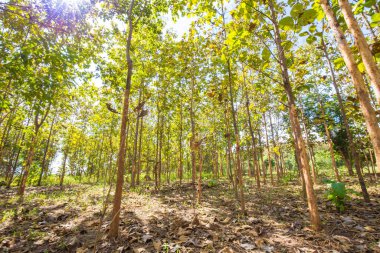 Yeşil meşe ağacı ormanı, güneş ışığı arka planı, tarım endüstrisi.