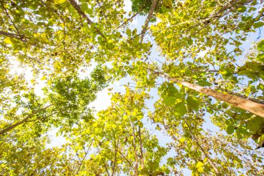 Yeşil meşe ağacı ormanı, güneş ışığı arka planı, tarım endüstrisi.