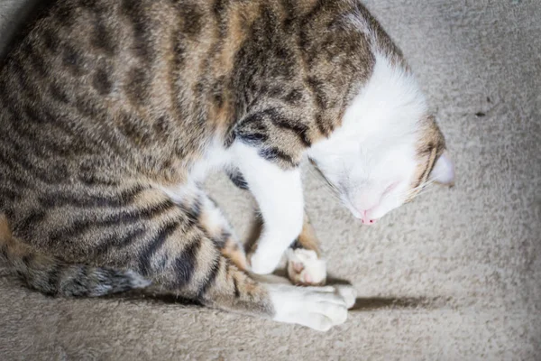 猫躺在白毛毯上睡觉 可爱的动物 — 图库照片