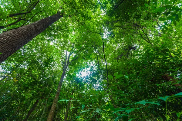 Зеленые Листья Листьев Деревьев Природный Фон Восстания Вид — стоковое фото