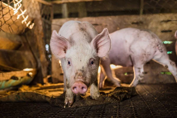 Indústria Pecuária Leitão Engraçado Pequeno Fazenda Suínos Negócio Carne — Fotografia de Stock