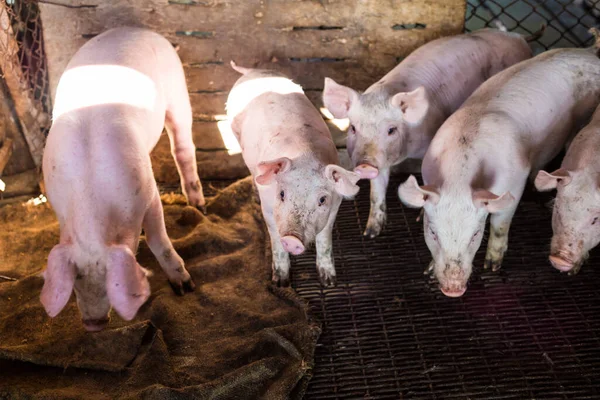 Grupo Lechones Granja Cerdos Rurales Cerdos Establo — Foto de Stock