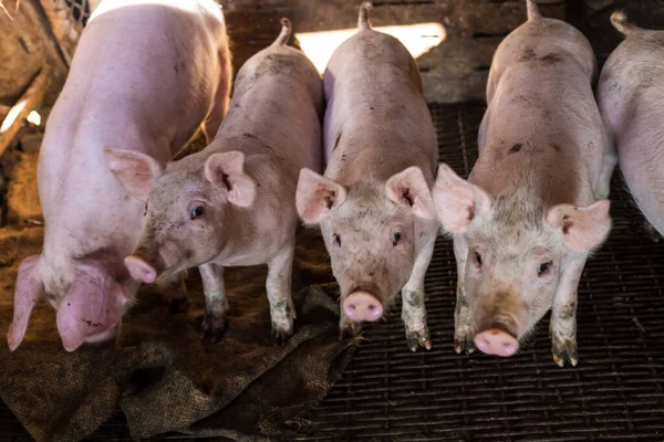Group of piglet in rural pig farm, Swine in the stall