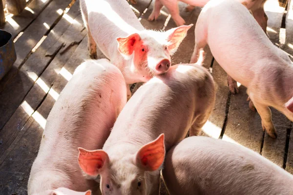 Group of piglet in rural pig farm, Swine in the stall