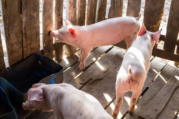 Skupina Selat Venkovské Vepříně Prasata Stáji — Stock fotografie