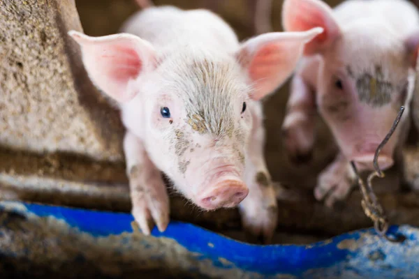 농장에 돼지의 — 스톡 사진