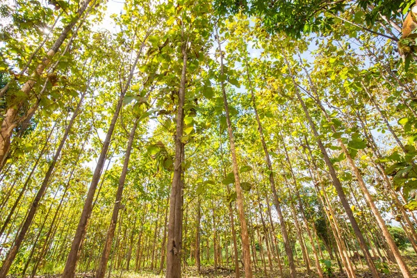 Bosque Teca Verde Con Fondo Luz Solar Industria Agrícola —  Fotos de Stock