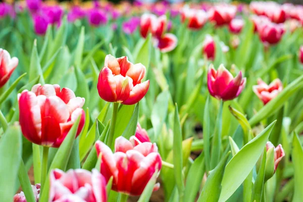 カラフルなチューリップの花植物園の背景 — ストック写真