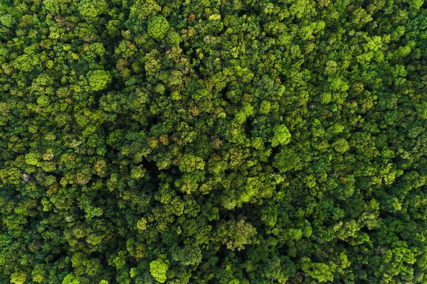 Arbre Vert Forêt Tropicale Profonde Regarder Vers Bas Vue Aérienne — Photo