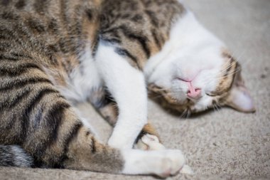 Şirin, tüylü, geleneksel gri kedi battaniyede uyur, kedicik.