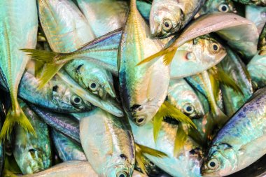 Geleneksel omega gıda pazarında taze deniz ürünleri satılıyor.