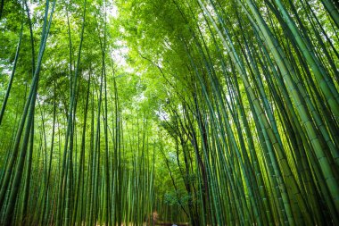 Bambu ormanlarının Arashiyama şehri Kyoto Japonya 'da patika ile seyahat eder.