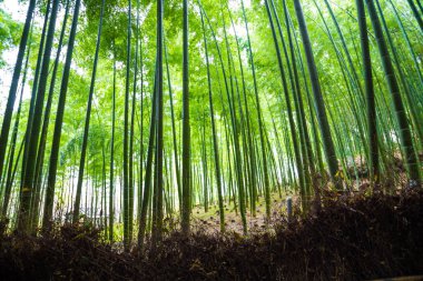 Bambu ormanlarının Arashiyama şehri Kyoto Japonya 'da patika ile seyahat eder.