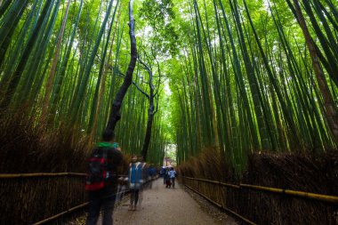 Bambu ormanlarının Arashiyama şehri Kyoto Japonya 'da patika ile seyahat eder.