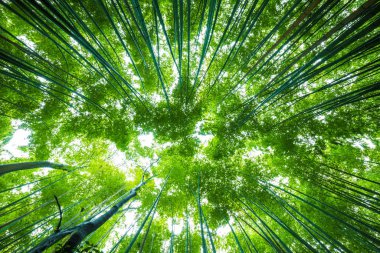 Bambu ormanlarının Arashiyama şehri Kyoto Japonya 'da patika ile seyahat eder.