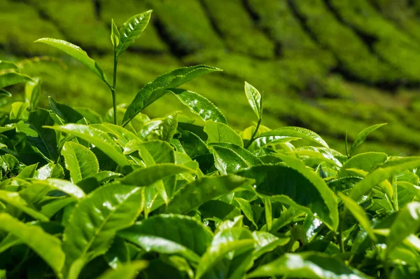 Champ Plantation Thé Sur Colline Montagne Cameron Highland Malaisie — Photo