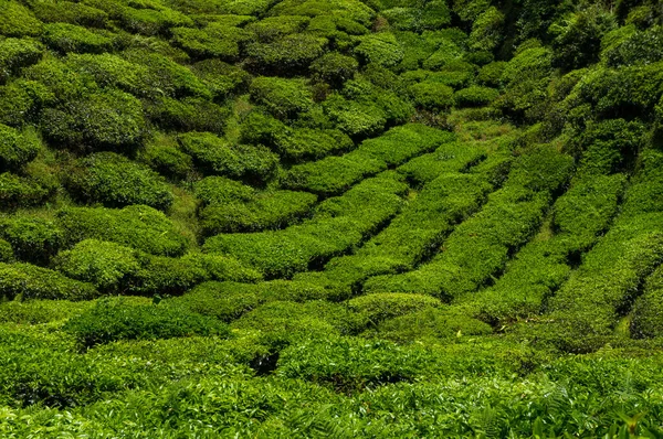 马来西亚卡梅隆高地山上的茶园 — 图库照片