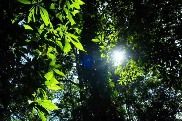 Folha Árvore Verde Floresta Selvagem Com Luz Sol Fundo Paisagem — Fotografia de Stock