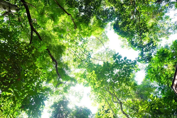 太陽の光が背景の緑の木の葉の野生の森 自然景観 — ストック写真