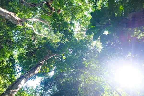太陽の光が背景の緑の木の葉の野生の森 自然景観 — ストック写真