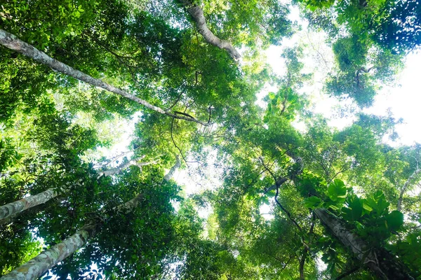 Зеленые Листья Деревьев Дикий Лес Солнечном Фоне Природный Ландшафт — стоковое фото