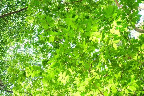Folha Árvore Verde Floresta Selvagem Com Luz Sol Fundo Paisagem — Fotografia de Stock