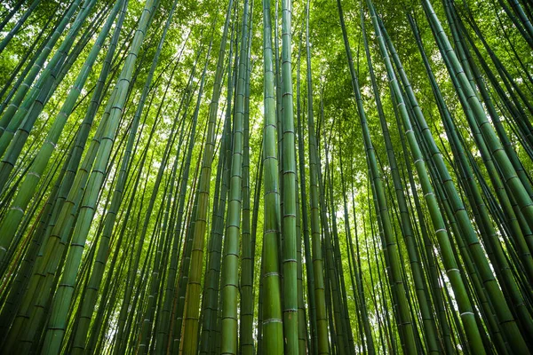 Город Арашияма Бамбуковых Лесов Путешествия Тропинкой Киото Япония — стоковое фото