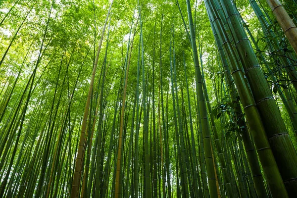 Arashiyama Ville Forêt Bambous Voyage Avec Sentier Kyoto Japon — Photo